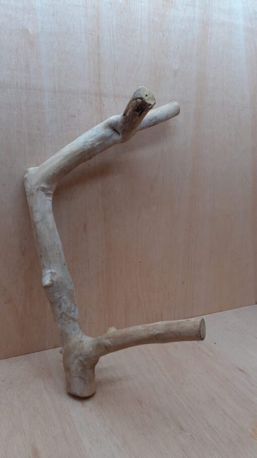 Java Wood - Double Stem - XL 7 - Buzzard Reptile & Aquatics