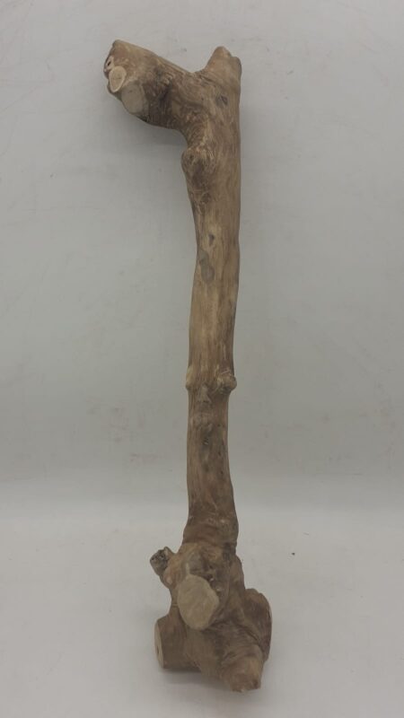 Java Wood - Single Stem - XL 7