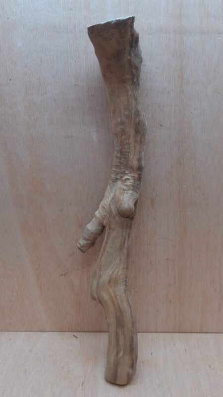 Java Wood - Single Stem - XL 8