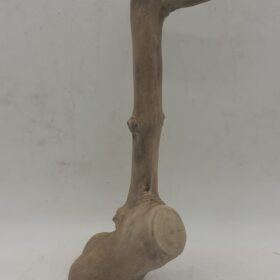 Java Wood - Single Stem - Small 8