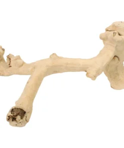 Java Wood - Small - Double Stem