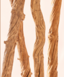 Straight Liana - Short (Approx 50cm) - 2-3cm Diameter