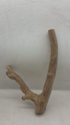 Java Wood - Double Stem - Medium 7