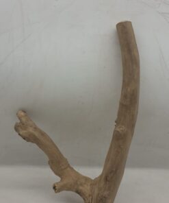 Java Wood - Double Stem - Medium 7