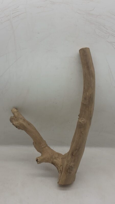 Java Wood - Double Stem - Medium 7