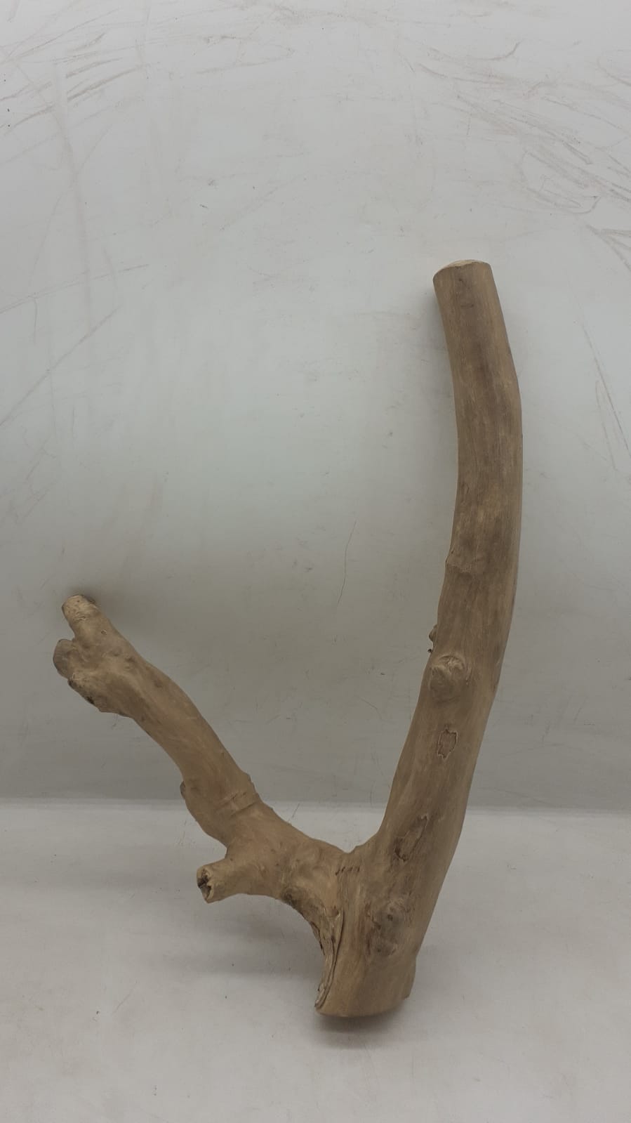 Java Wood - Double Stem - Medium 7