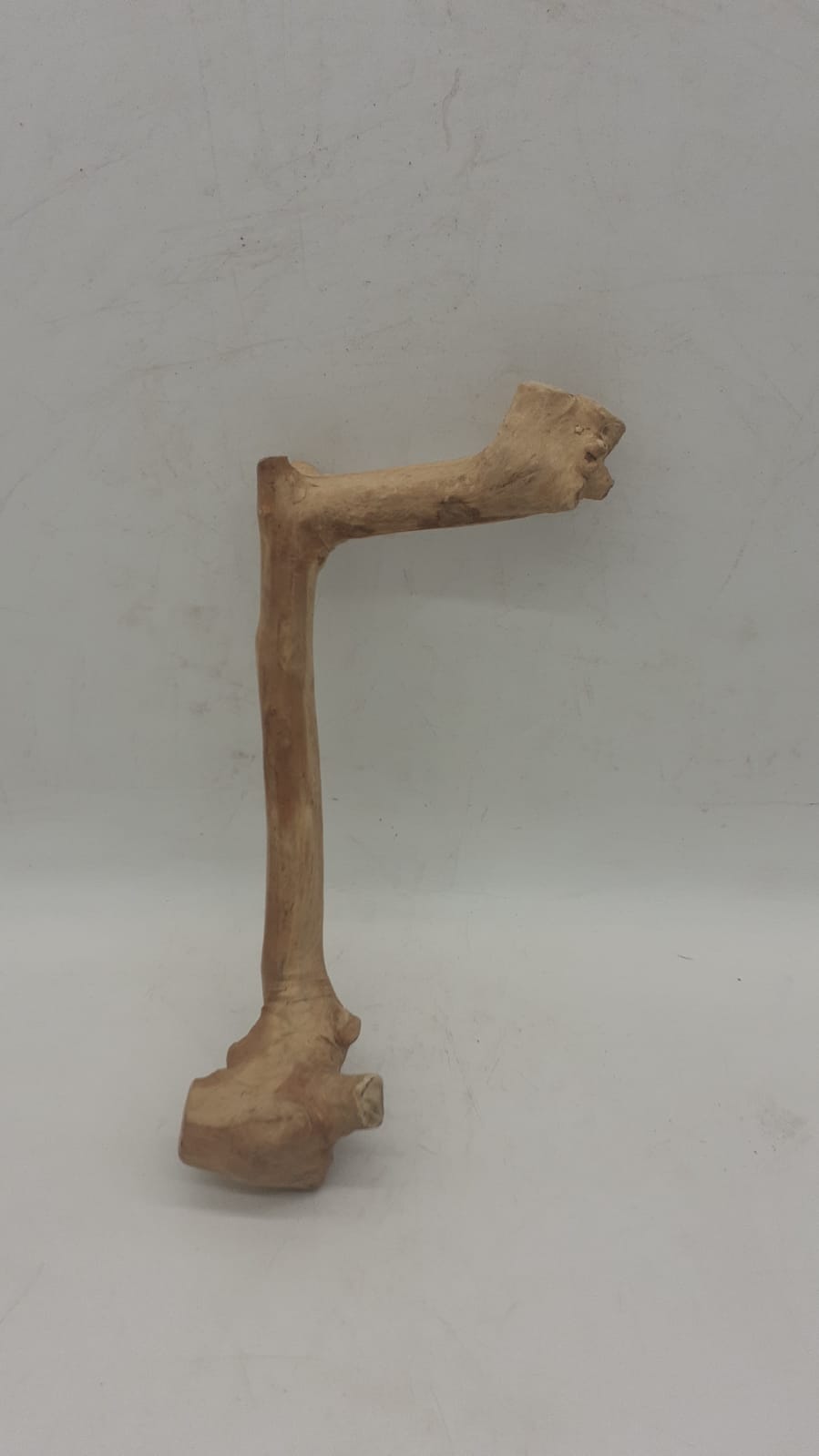 Java Wood - Single Stem - Small 7