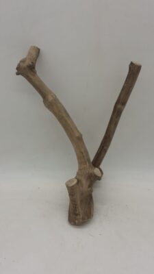 Java Wood - Double Stem - Small 4