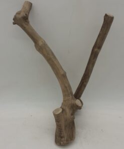 Java Wood - Double Stem - Small 4