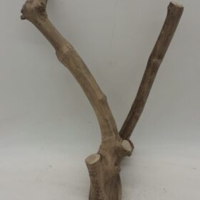 Java Wood - Double Stem - Small 4