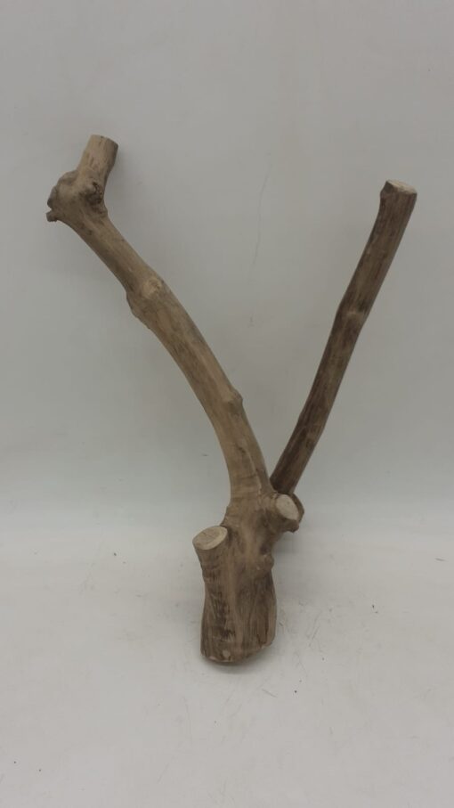 Java Wood - Double Stem - Small 4 - Buzzard Reptile & Aquatics