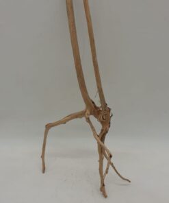 Spiderwood Medium 10