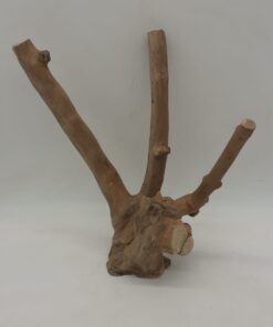 Java Wood - Double Stem - Small 9