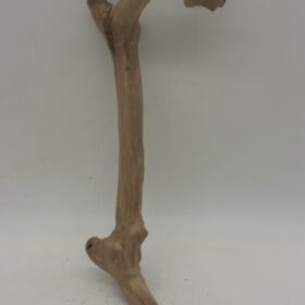 Java Wood - Single Stem - Small 3