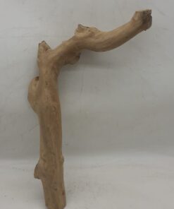 Java Wood - Single Stem - Medium 2