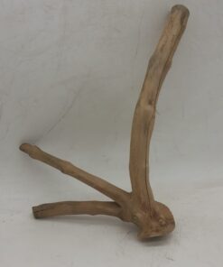 Java Wood - Double Stem - Small 2