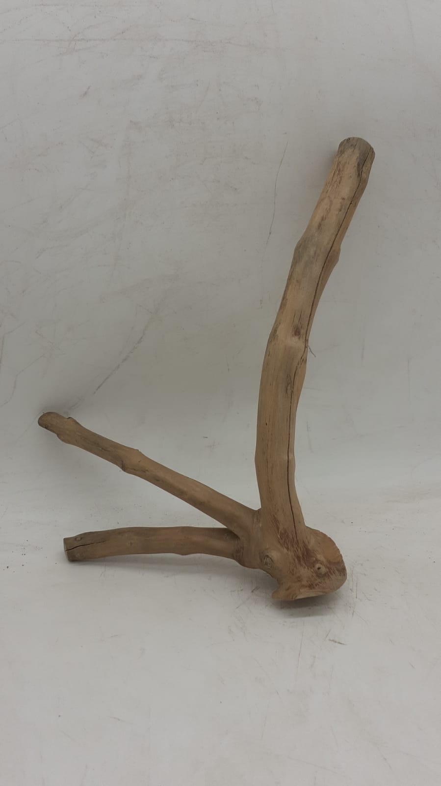 Java Wood - Double Stem - Small 2