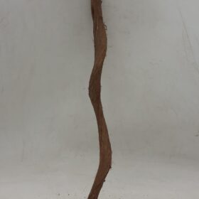 Curved Liana - Short - 1