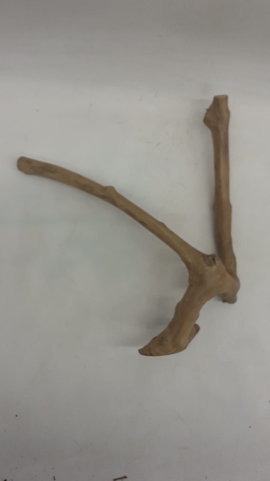 Java Wood - Double Stem - Small 6