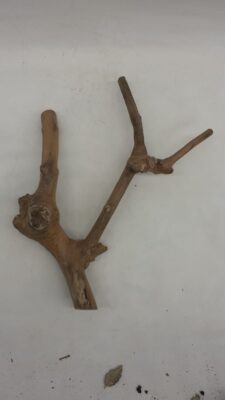 Java Wood - Double Stem - Small 7