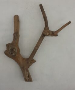 Java Wood - Double Stem - Small 7