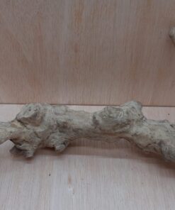 Java Wood - Double Stem - Large 3