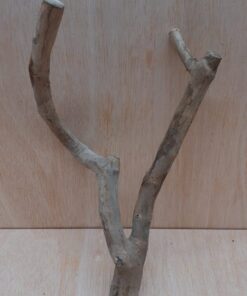 Java Wood - Double Stem - Medium 2