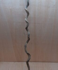 Curved Liana - Long - 3