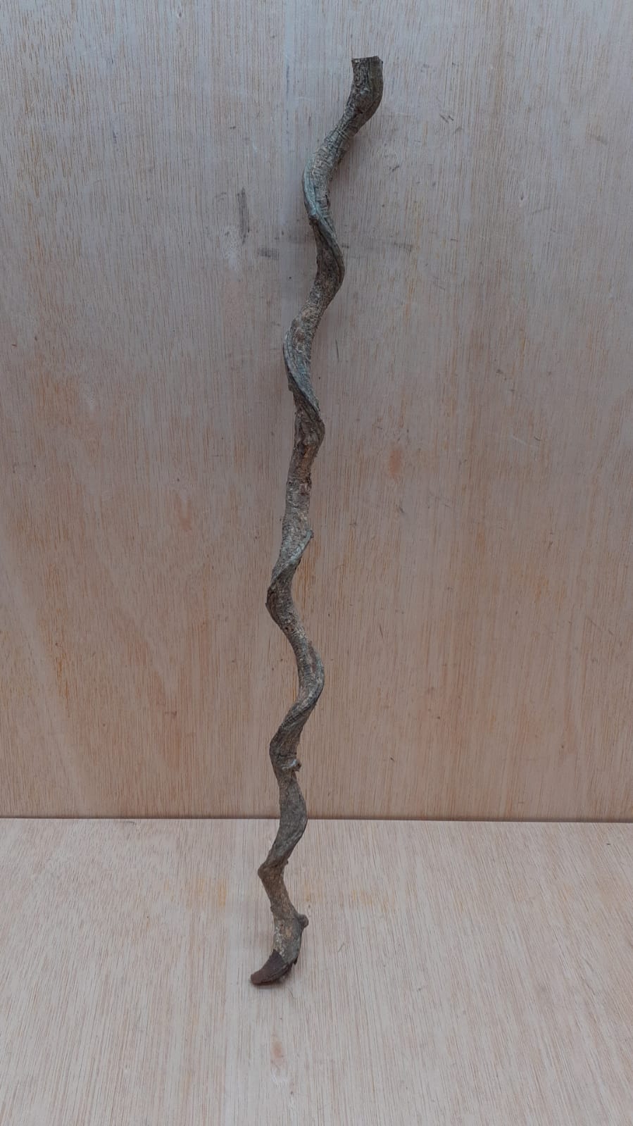 Curved Liana - Short - 3