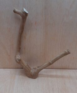 Java Wood - Double Stem - Medium 8