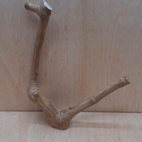 Java Wood - Double Stem - Medium 8