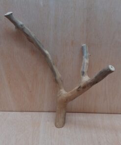 Java Wood - Double Stem - Medium 9