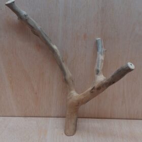 Java Wood - Double Stem - Medium 9