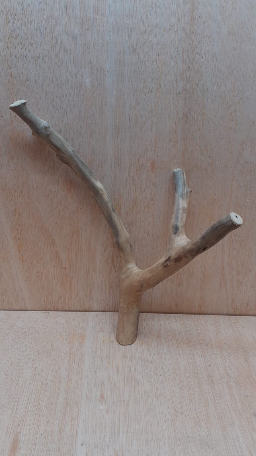 Java Wood - Double Stem - Medium 9