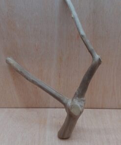 Java Wood - Double Stem - Medium 10