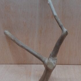 Java Wood - Double Stem - Medium 10