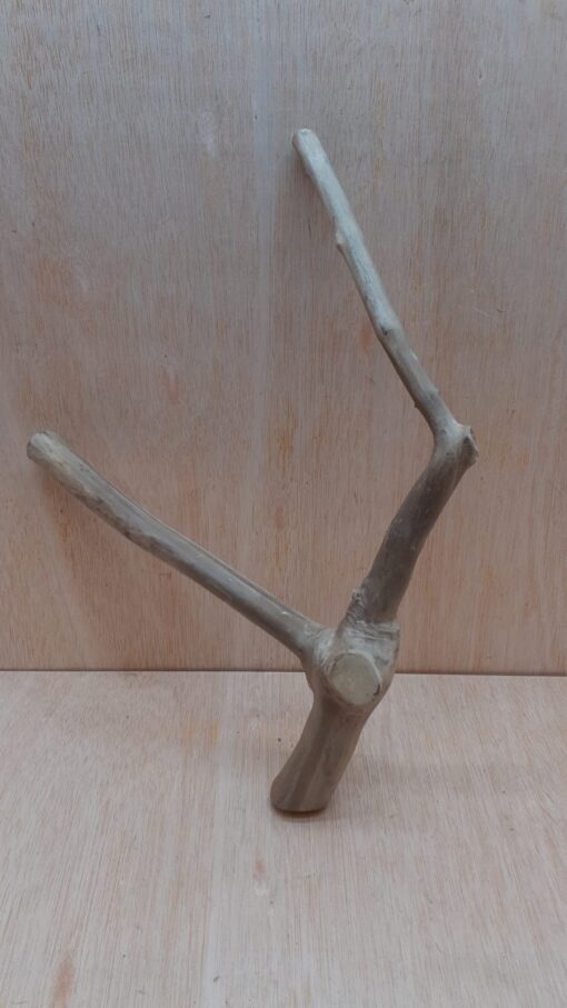 Java Wood - Double Stem - Medium 10 - Buzzard Reptile & Aquatics