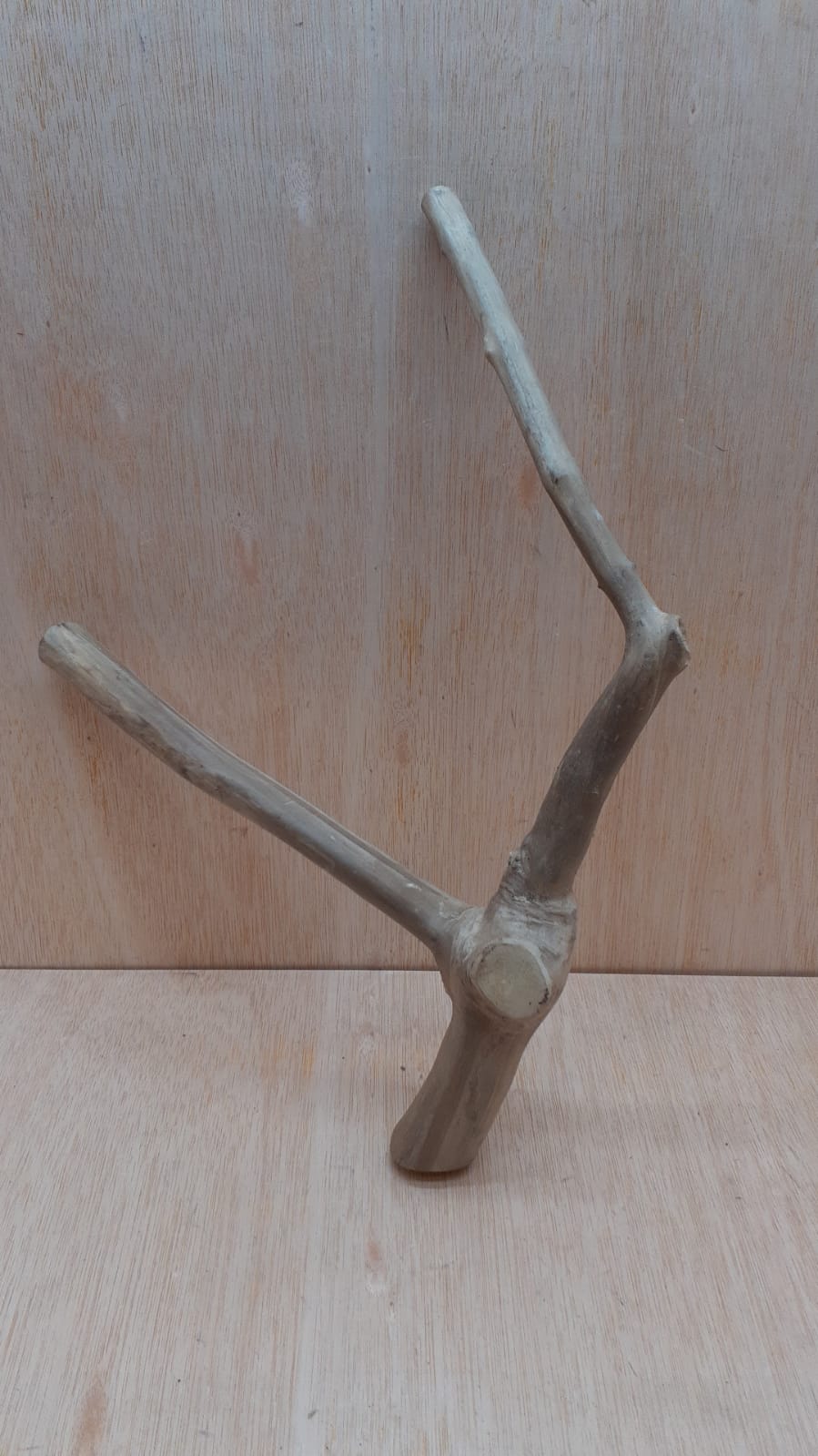 Java Wood - Double Stem - Medium 10