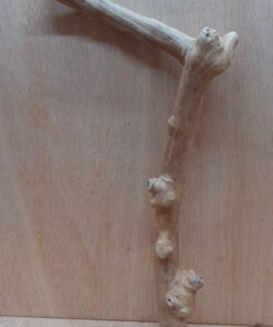 Java Wood - Single Stem - Large 4