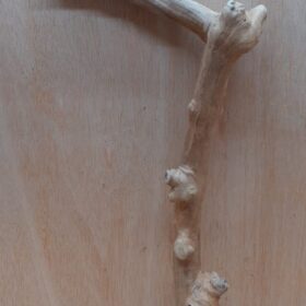 Java Wood - Single Stem - Large 4
