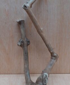 Java Wood - Double Stem - Small 8