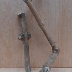 Java Wood - Double Stem - Small 8