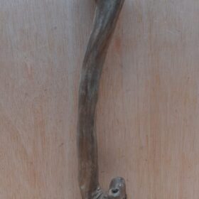 Java Wood - Single Stem - Medium 1