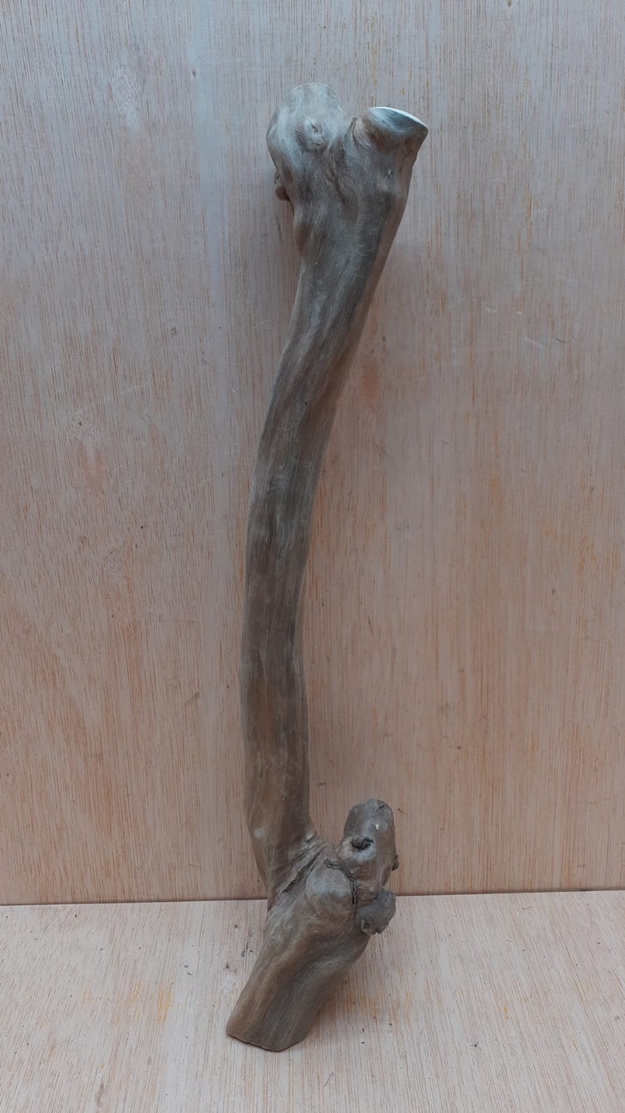 Java Wood - Single Stem - Medium 1