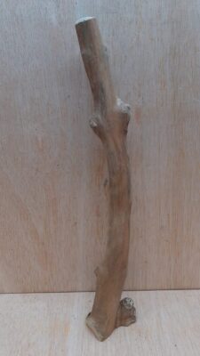 Java Wood - Single Stem - Medium 8