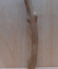 Java Wood - Single Stem - Medium 8