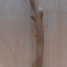 Java Wood - Single Stem - Medium 8