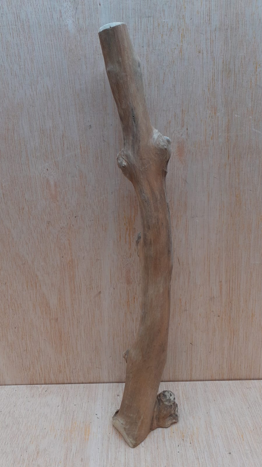 Java Wood - Single Stem - Medium 8