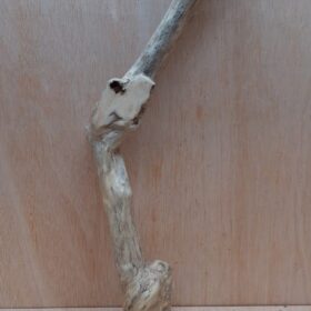 Java Wood - Single Stem - XL 1