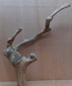 Java Wood - Double Stem - XL 2